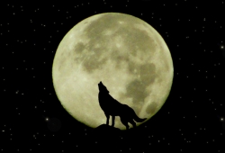 ماه و گرگ